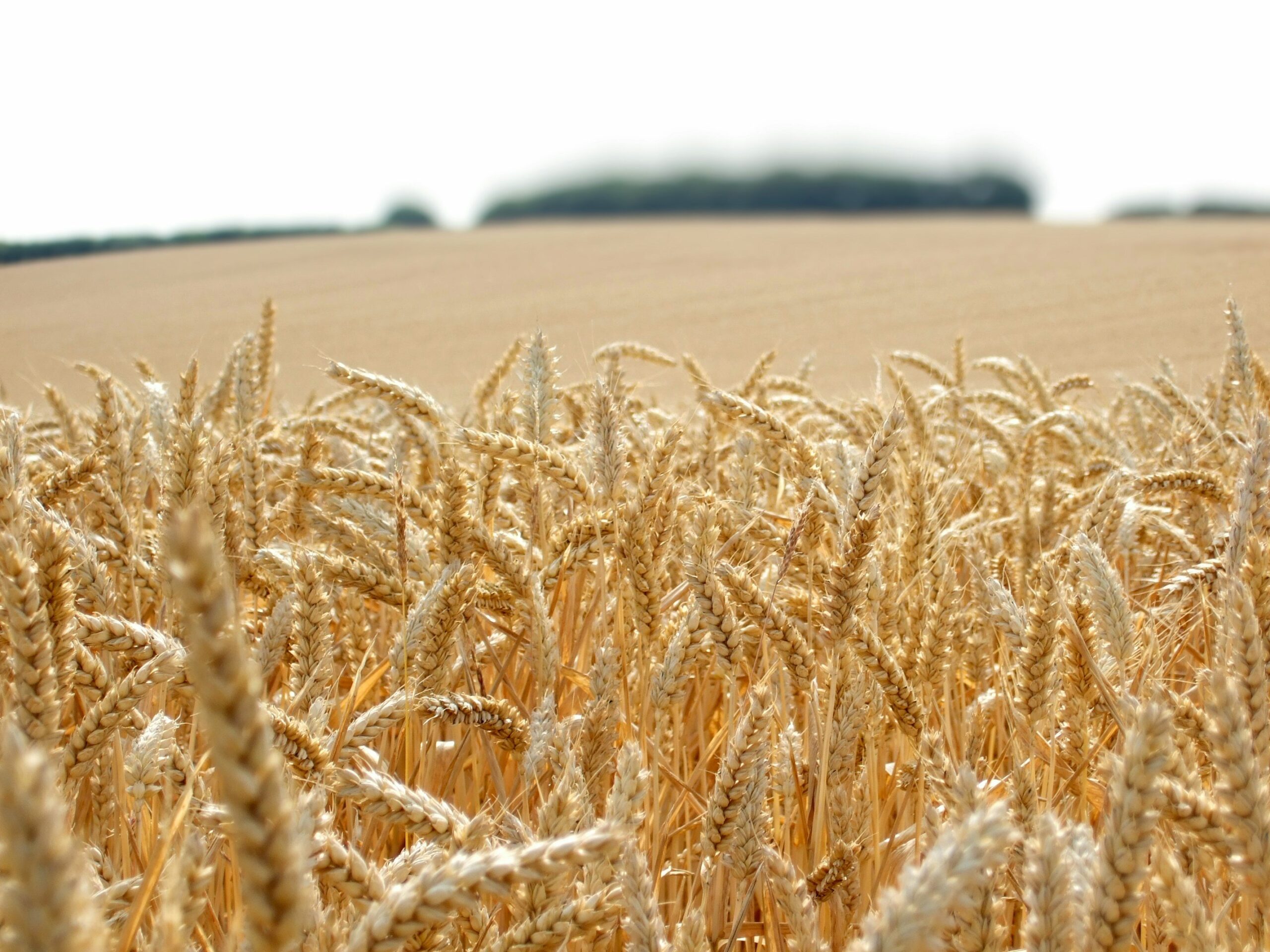 Infographic showing steps to set up multi-crop policy