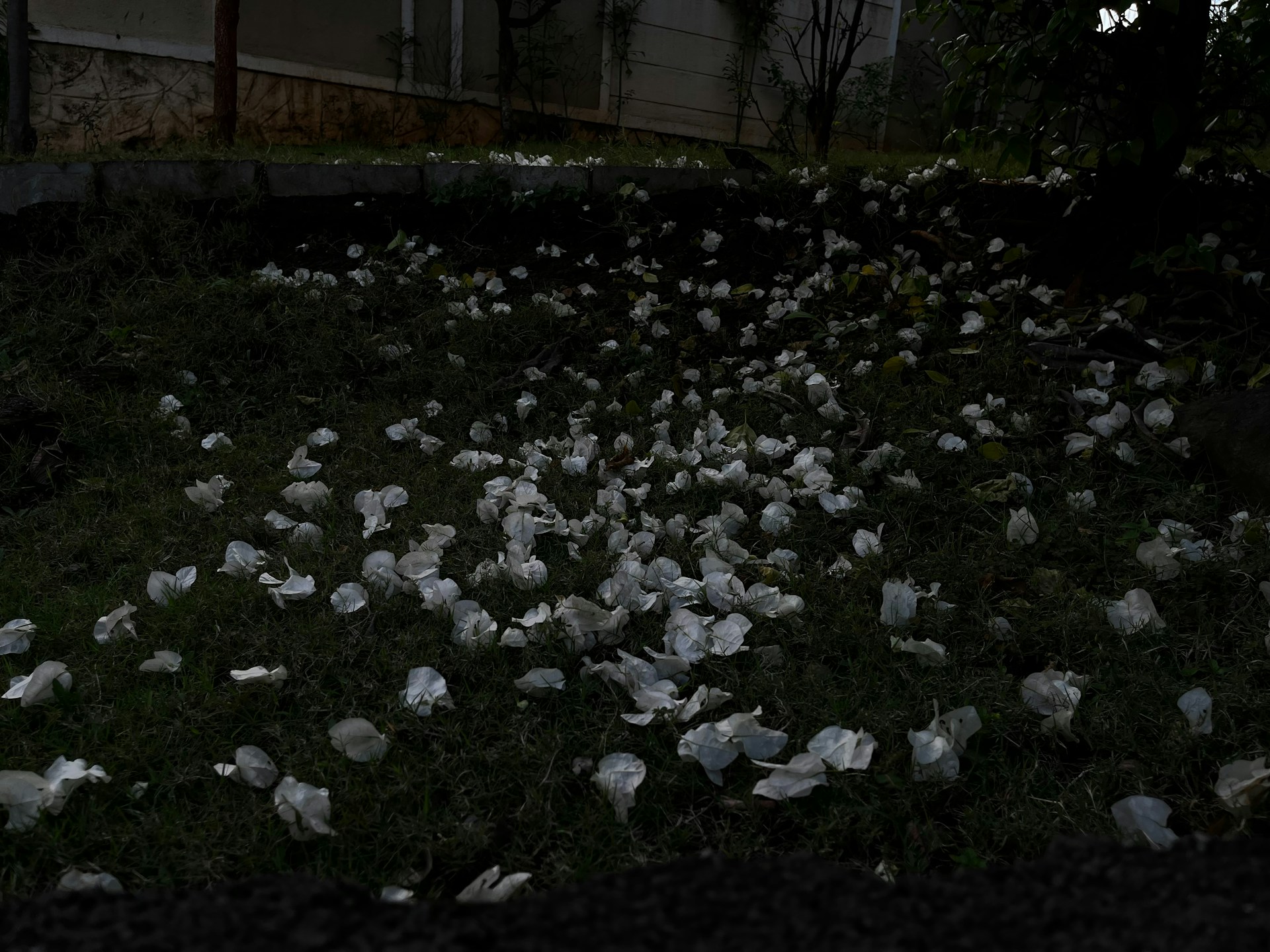 How to Protect Your Crops from Hail Damage: A Guide to Crop Hail Insurance and Beyond