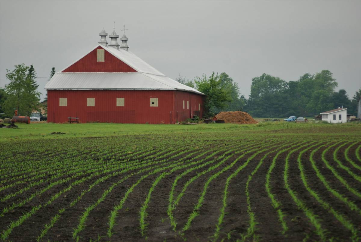 A farmer inspecting hail-damaged lettuce leaves in his field