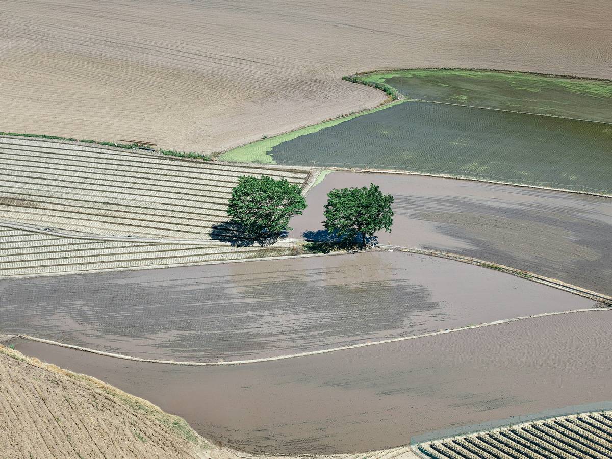 Close-up of damaged crops after a severe hailstorm