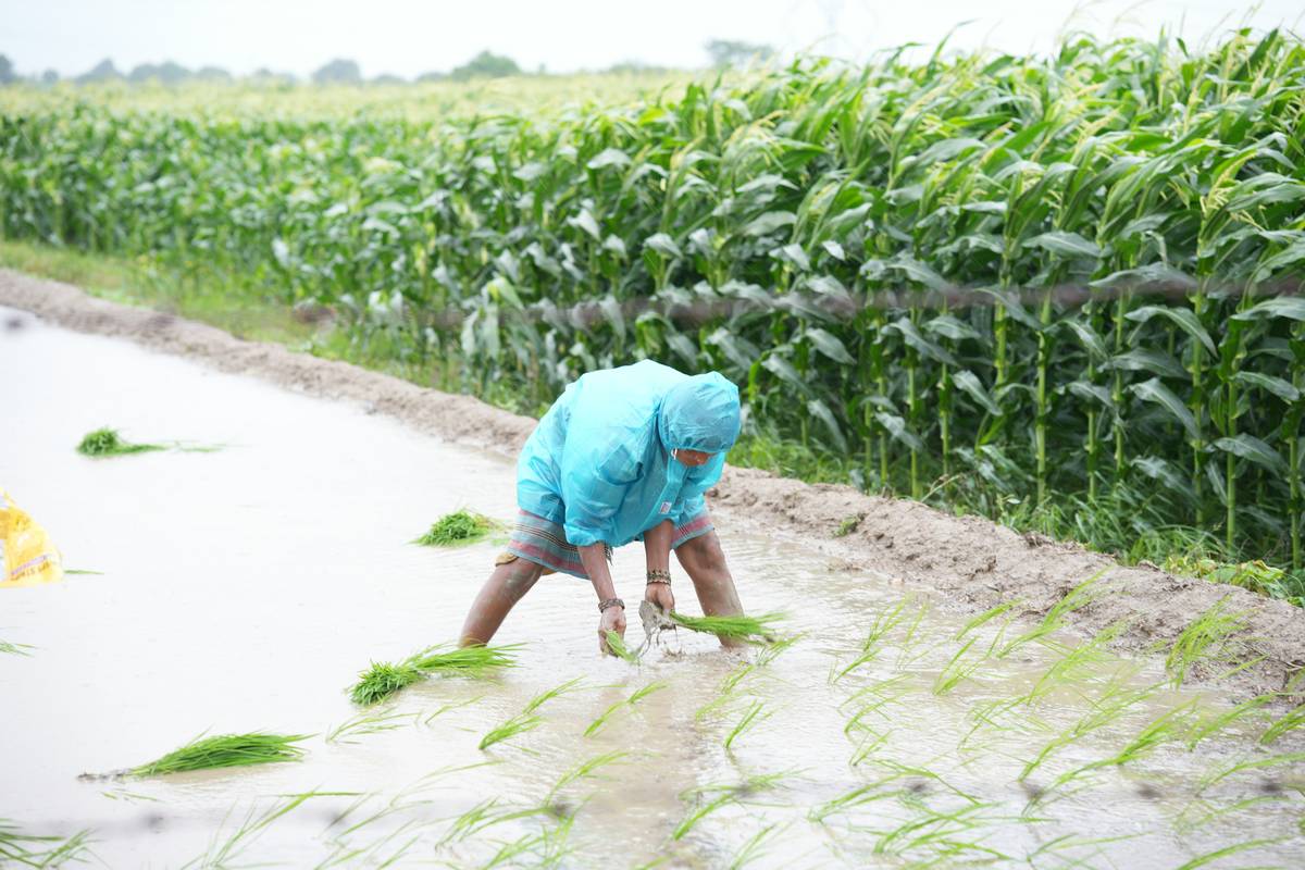 Damaged cornfield after a hailstorm