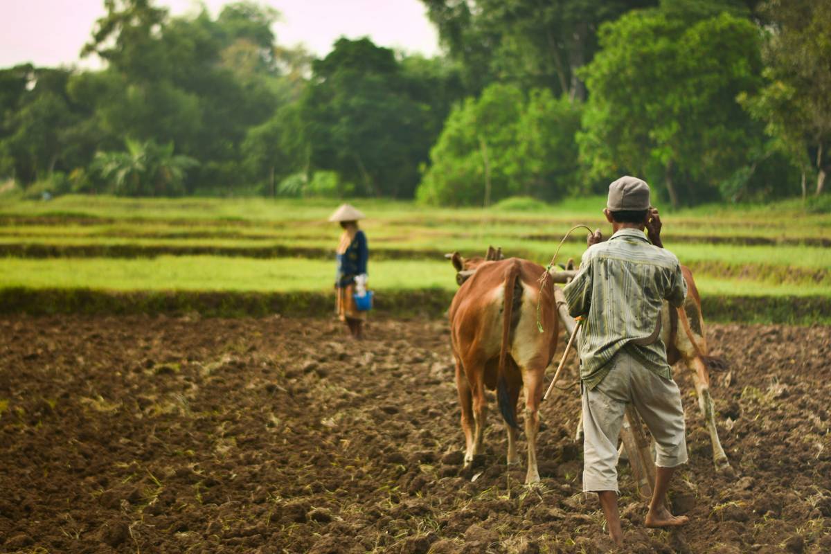 Farmer filling out insurance forms on desk