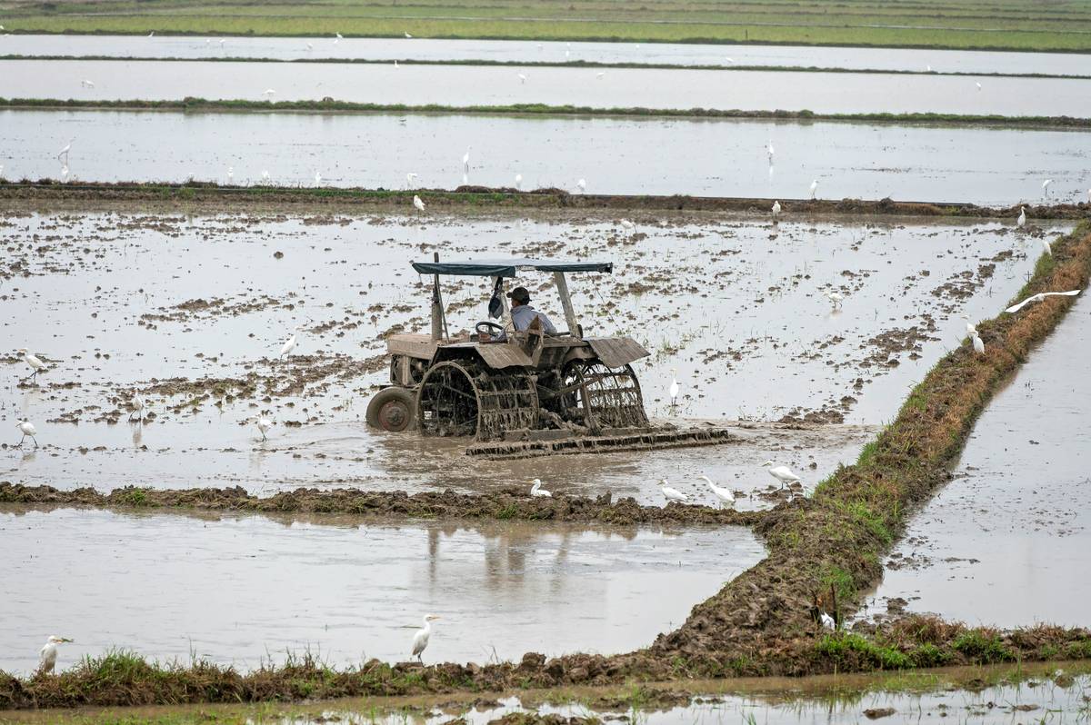 Field of wheat damaged by hailstones after a storm