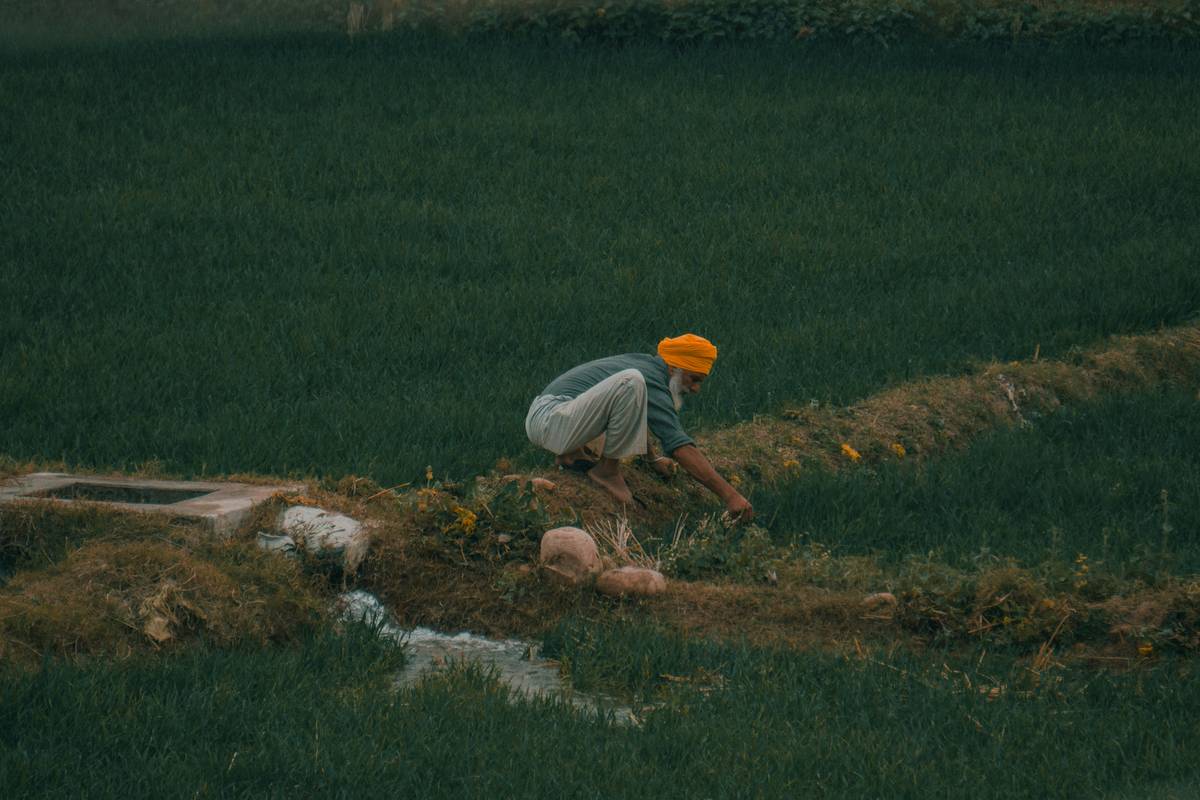 Field showing extensive hail damage to wheat crops.