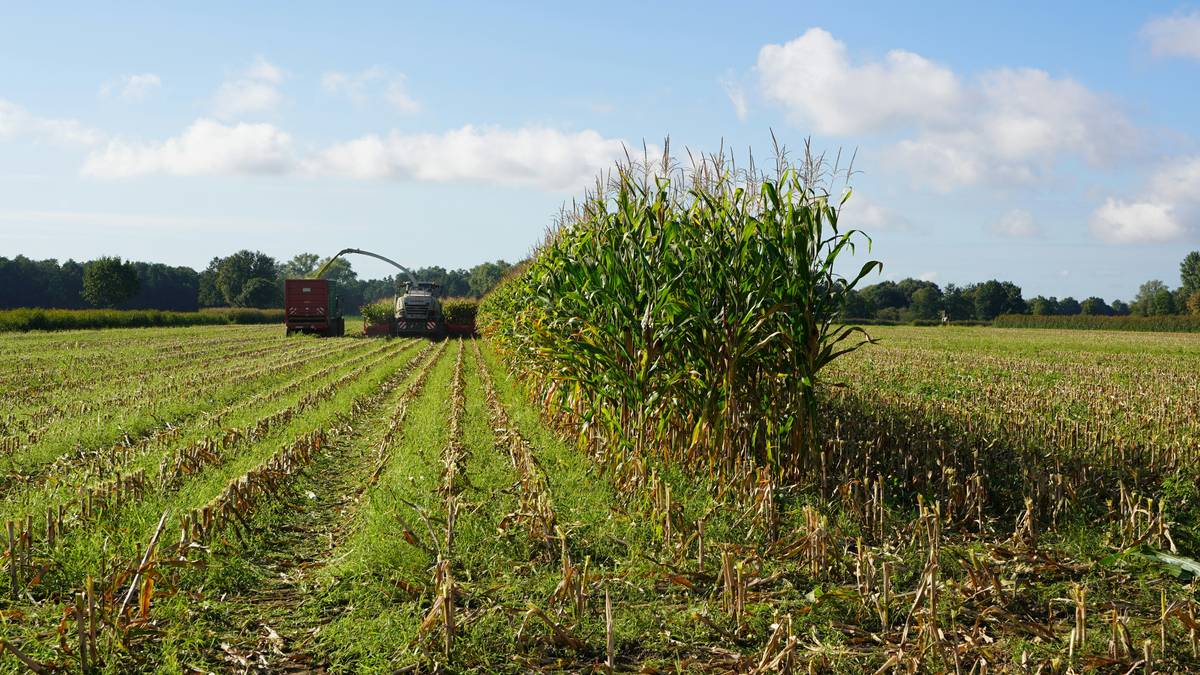 Healthy soybean harvest post-recovery from hail damage