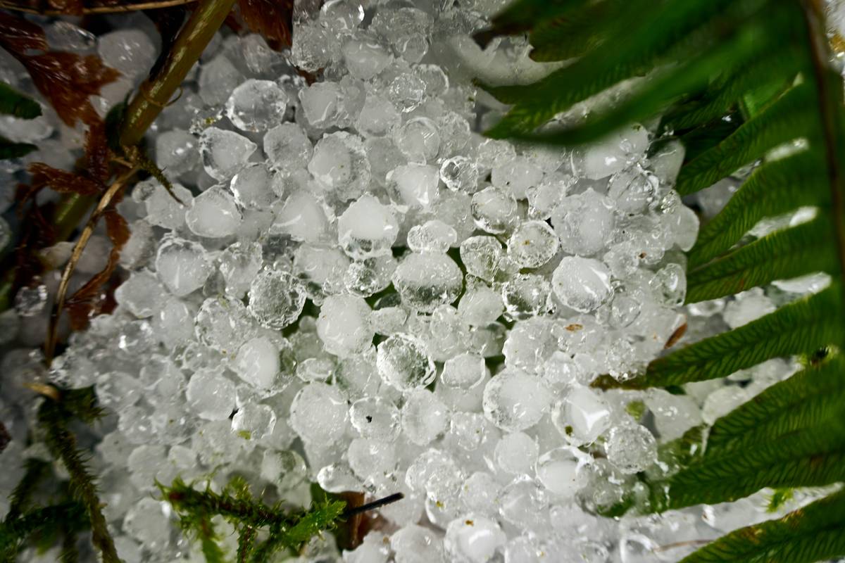 Photo of farmer standing near protected crops after a hailstorm