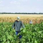 The Ultimate Hail Crop Defense Plan: Shield Your Crops, Save Your Profits